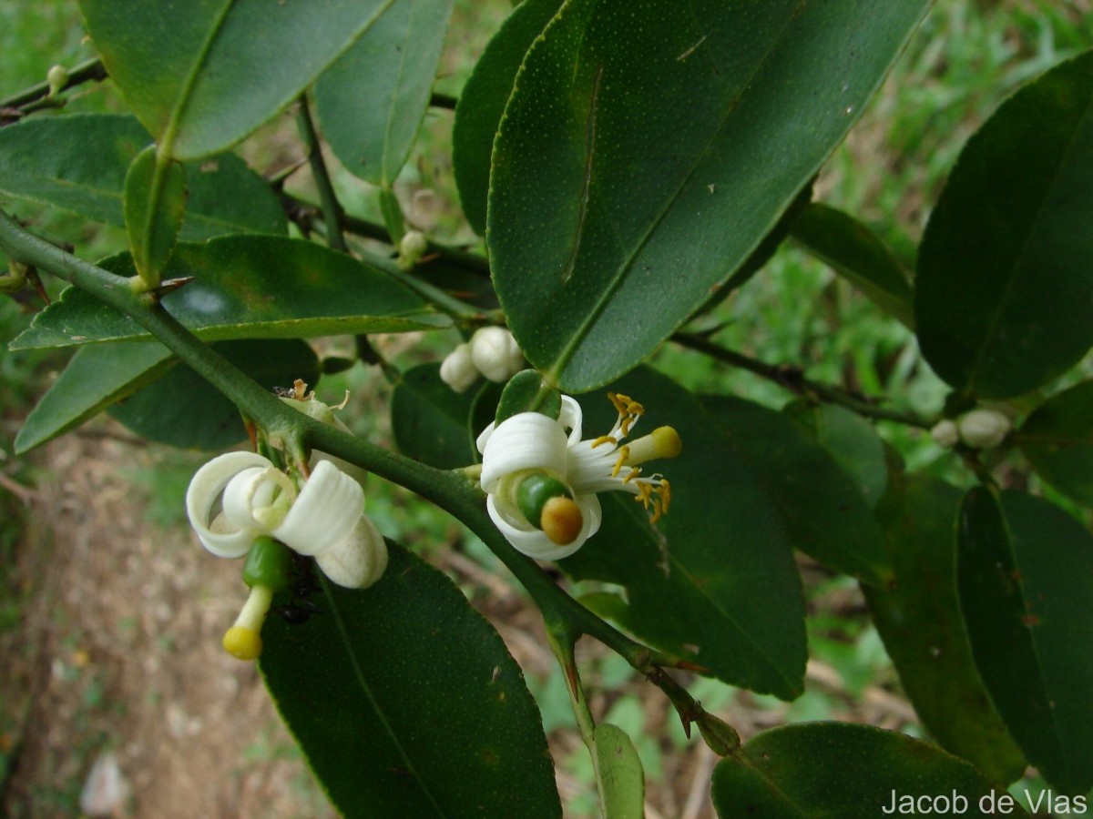 Citrus maxima (Burm.) Merr.